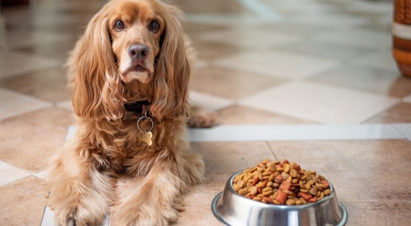 Virkningen af ​​gluten og korn på hundes sundhed: Hvorfor nogle hunde kan drage fordel af en alternativ diæt