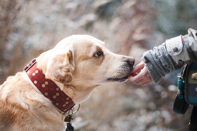 Cbd olie og store hunde: En guide til smertelindring ved gigt og hofteproblemer