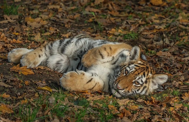 Legens magi – hvorfor børn lærer bedst gennem leg