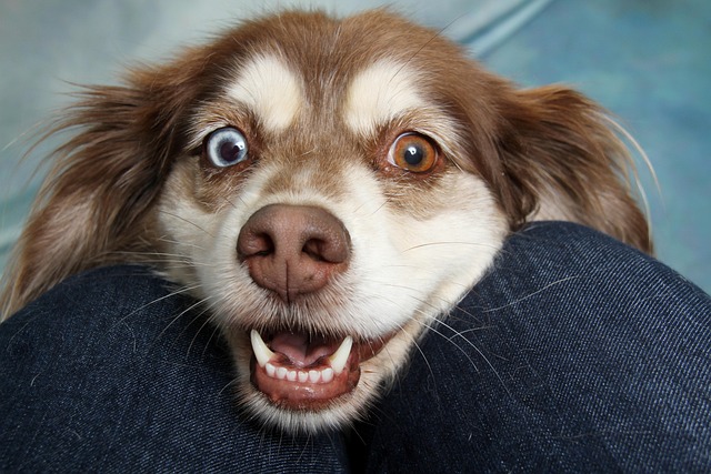 Sådan vælger du det rette halsbånd til din hund