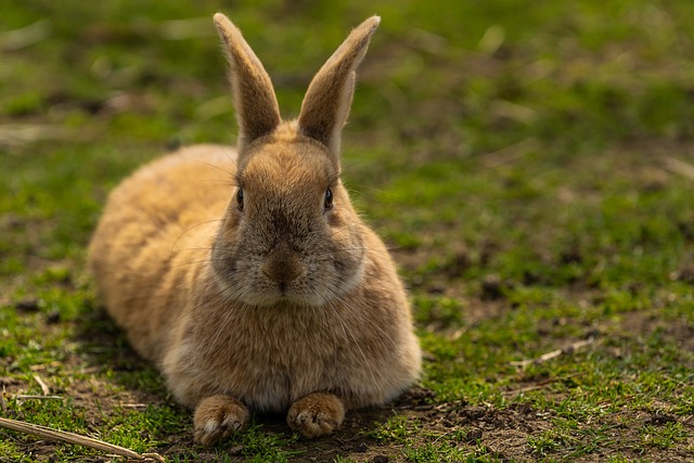 Kaninfoder og Kaninpiller: Nøglen til en Sund Kanin