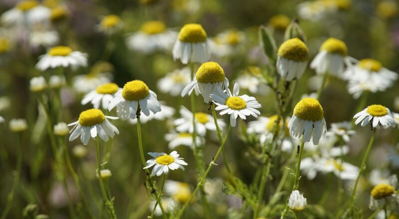 Stilikonerne har talt: Disse ørestikker dominerer 2024